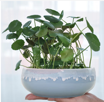  奥美优 水仙花盆 陶瓷 无孔 铜钱草 花盆 一叶莲碗 睡莲水养水培花盆多肉花盆 LZ7129 蓝流釉