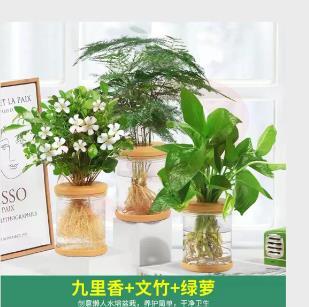 桌面摆件 盆栽 3盆/套